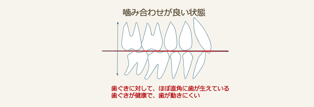 正常な噛み合わせの歯